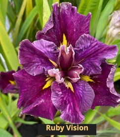 Ruby Vision - Louisiana iris