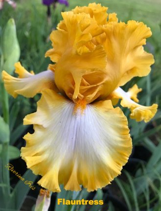 Flauntress - Tall Bearded Iris