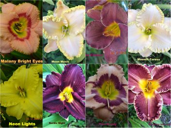 Planet Max
Customer feedback: Thank you very much for the iris plants. You have been very generous in that I have 15 instead of the 11 ordered. They all have great roots and are the best that I have ever had via online ordering.