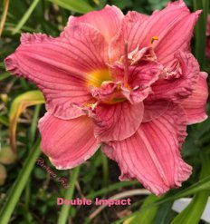 Double Impact - a Double daylily