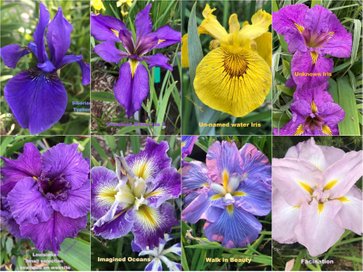 Planet Max
Customer feedback: Thank you very much for the iris plants. You have been very generous in that I have 15 instead of the 11 ordered. They all have great roots and are the best that I have ever had via online ordering.